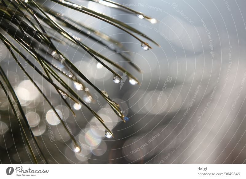 halb gefrorene Tropfen an Kiefernadeln mit Bokeh kalt Eis Kälte Licht Schatten Glitzern Gegenlicht Winter Frost Natur Außenaufnahme Menschenleer frieren