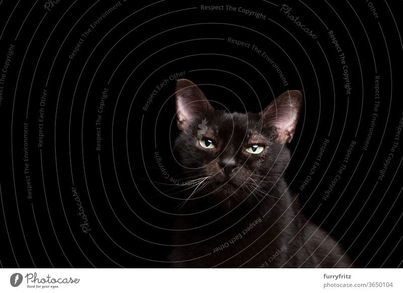 schwarze Katze auf schwarzem Hintergrund Portrait Haustiere Mischlingskatze Kurzhaarkatze Ein Tier schwarzer Hintergrund Studioaufnahme Textfreiraum