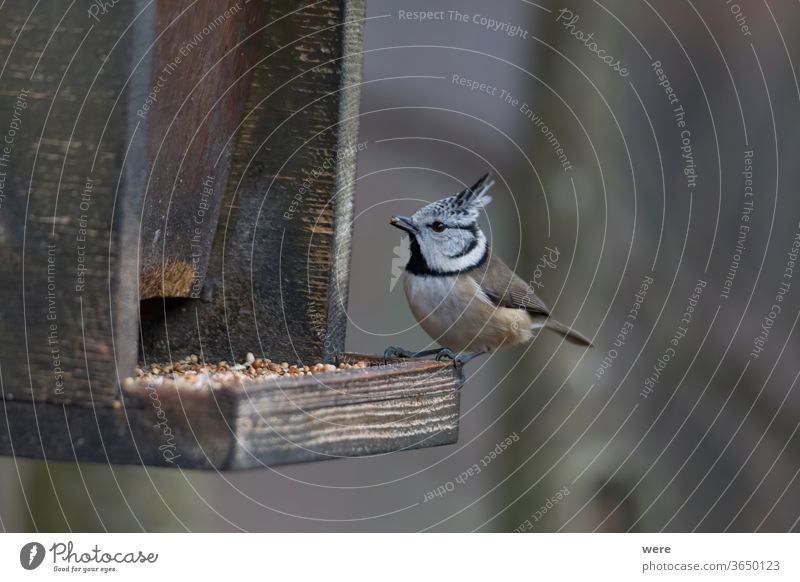 Haubenmeise im Wald bei der Vogelfütterung Lophophanes cristatus Standvogel Holz Tier einjähriger Vogel Ast Kamm Textfreiraum Federn Fliege Lebensmittel Kapuze