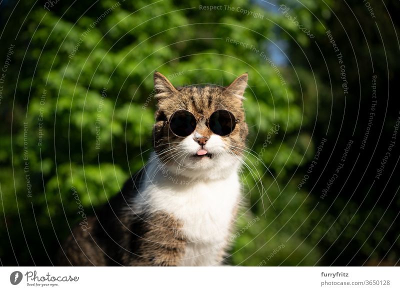 coole Katze mit Sonnenbrille Haustiere britische Kurzhaarkatze Ein Tier Tabby weiß sonnig Sonnenlicht Sommer Natur Vorder- oder Hinterhof Garten grün Pflanzen