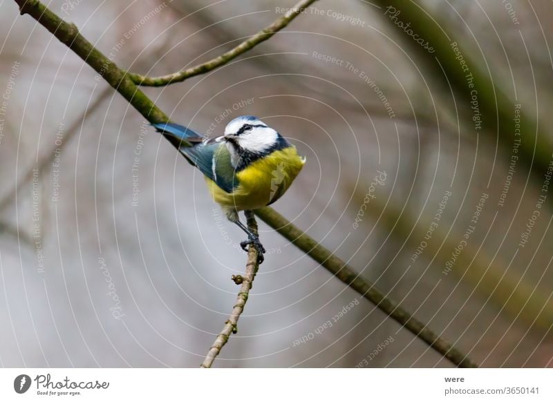 Blaumeise auf einem Ast Kohlmeise Cyanistes caeruleus Parus Ater parus major Periparus Ater Wintervogel Tier Vogel Vogelfütterung Zweigstelle Niederlassungen