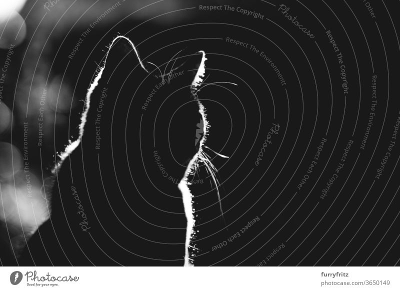 Katzensilhouette im sonnigen Gegenlicht Haustiere Mischlingskatze Kurzhaarkatze Ein Tier Natur Vorder- oder Hinterhof Garten Textfreiraum Silhouette Form