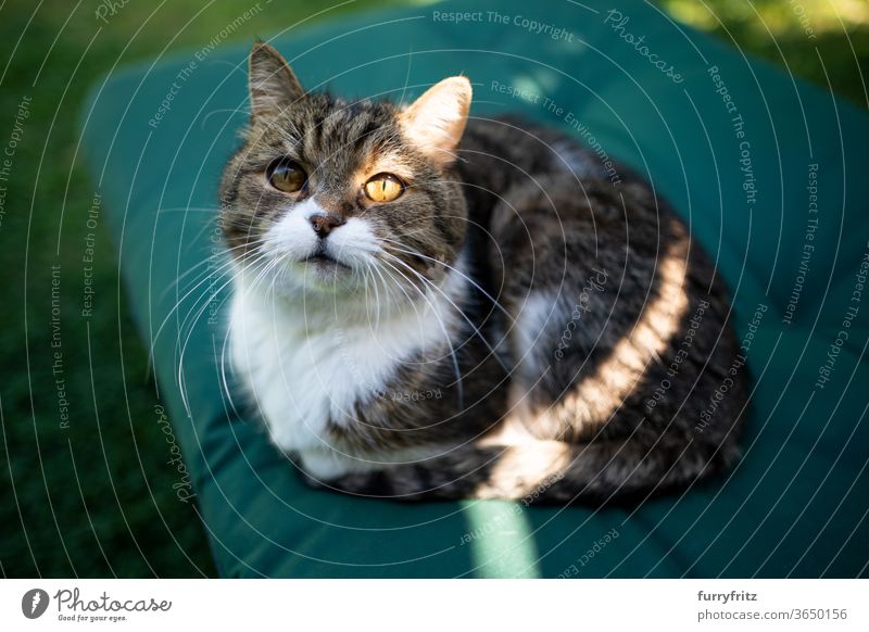 Katze im Sonnenlicht Haustiere Rassekatze britische Kurzhaarkatze Ein Tier Tabby weiß sonnig Sommer grün im Freien beleuchtet tierisches Auge Blick aussruhen