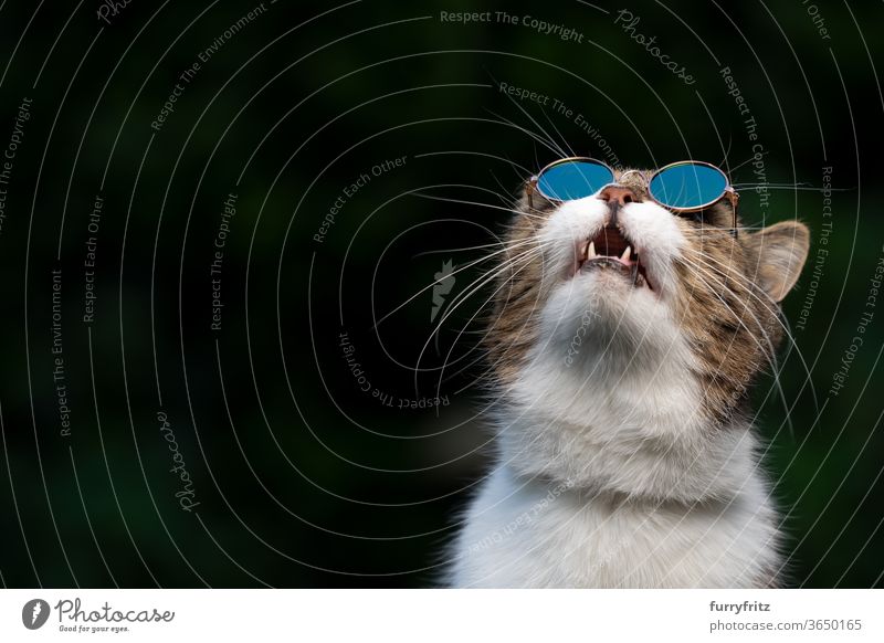 Katze mit Sonnenbrille, die in den Himmel schaut Haustiere Rassekatze britische Kurzhaarkatze Ein Tier Tabby weiß grün im Freien Schirme tragend cool lustig