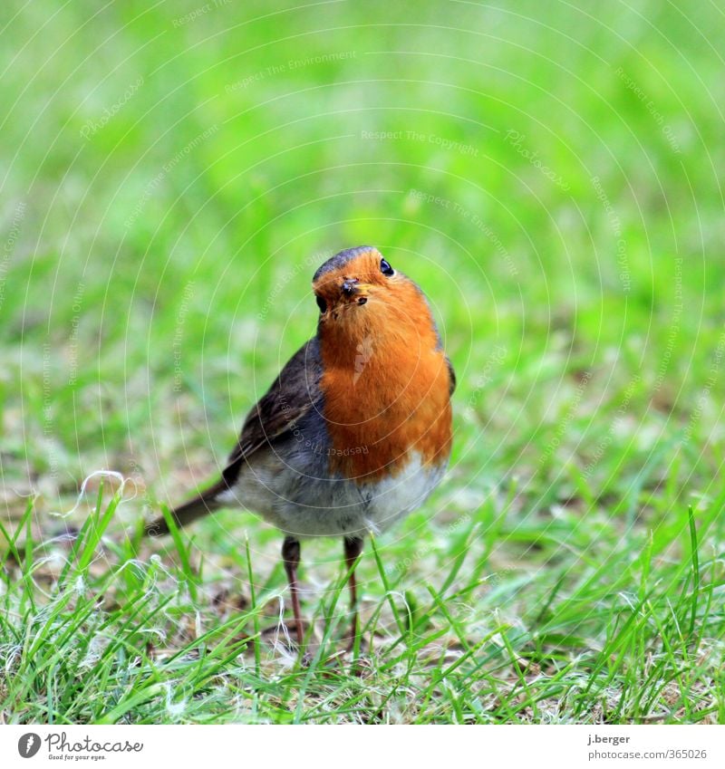 was is los Alter? Tier Wildtier Vogel 1 beobachten Blick klein grün rot Tierliebe Rotkehlchen Sperlingsvögel zutraulich provozierend Farbfoto mehrfarbig