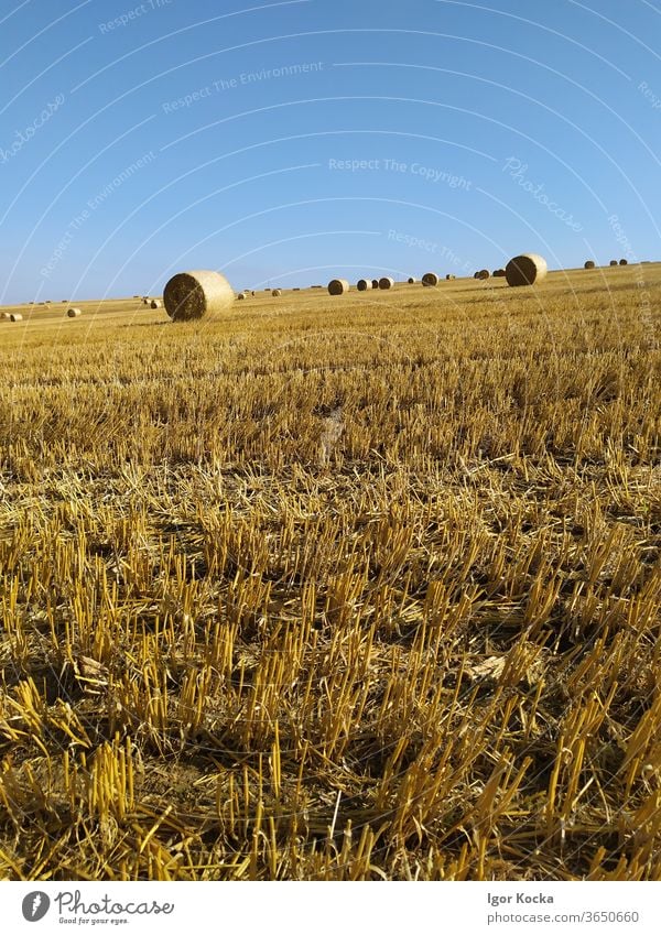 Heuballen im Feld gegen blauen Himmel Sonnenlicht malerisch Ackerbau Bauernhof Ernte ländlich Sommer