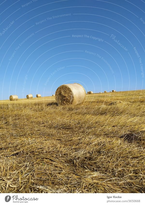 Heuballen im Feld gegen blauen Himmel Sonnenlicht malerisch Ackerbau Bauernhof Ernte ländlich Sommer