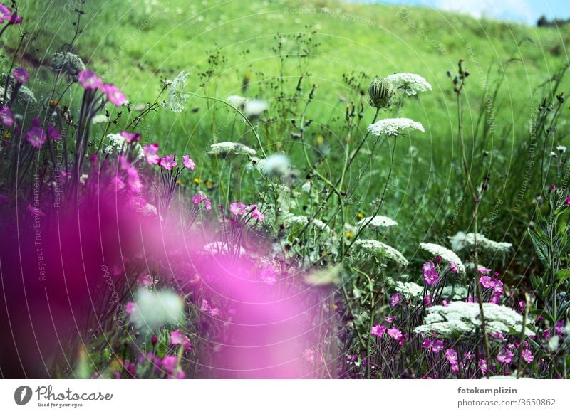 rosa lila weiße Wiesenblumen Blume Blühend Blüte Unschärfe blühen Blumen Naturliebe Sommer Feldflora Wegblumen Feldblumen erblühen zart Blüten leuchtend