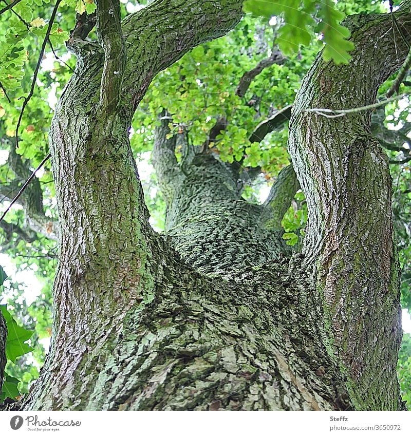 Eine Eiche ganz nah alte Eiche Baumstamm Eichenbaum alter Baum Äste Baumrinde Eichenblätter Holz uralt betagt holzig verwittert standhaft aufwärts verzweigt