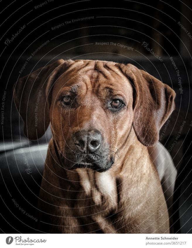 Rhodesian Ridgeback Hund Haustier Tierporträt Tiergesicht Innenaufnahme Schwache Tiefenschärfe Nahaufnahme beobachten Schnauze braun Blick