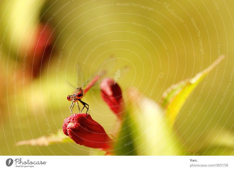 Drachenfliege Natur Frühling Pflanze Sträucher Blatt Blüte Garten Tier Wildtier Libelle Insekt 1 gelb grün rot Farbfoto mehrfarbig Außenaufnahme Nahaufnahme