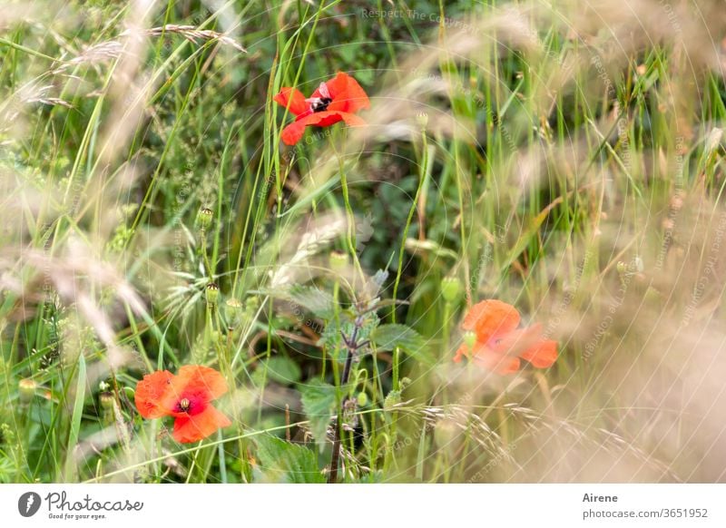 für drei Mohntage Blume Wiese Gras Wiesenblume rot grün Optimismus Lebensfreude Natur Blühend natürlich Wachstum Pflanze Getreide Halme Minze Grashalme wild