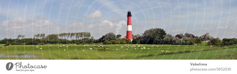 Leuchtturm auf Pellworm pellworm insel nordsee schleswig-holstein schaf schafe panorama architektur landschaft wiesen bäume himmel nordseeinsel