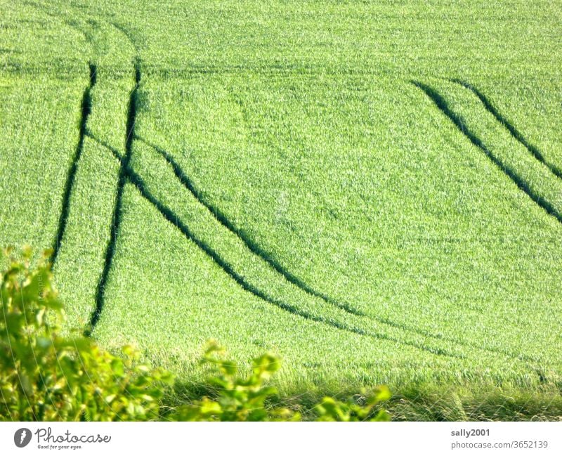 Spurrinnen... Feld Getreide Spuren Ackerbau Sommer Wege & Pfade Verkehr Wachstum Eindruck Ähren grün Korn Landwirtschaft Weiche Einschnitte