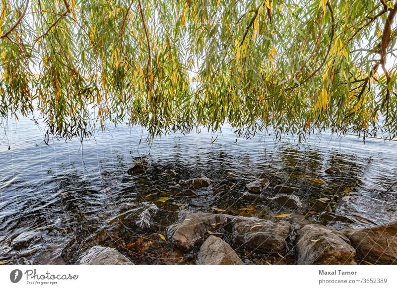 Trauerweidenvorhang über dem Wasser des Dnjepr Kiew Ukraine Herbst Hintergrund hintergrundbeleuchtet Bank blau Niederlassungen hell Windstille Küste