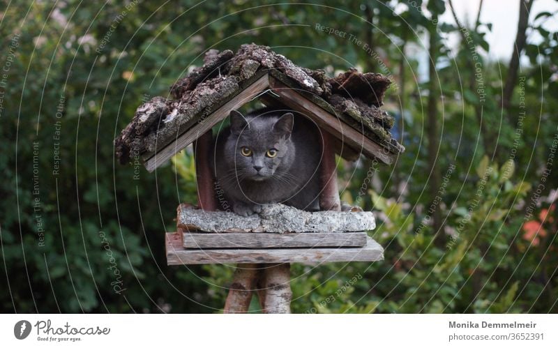 Ich glaub ich hab nen Vogel katze Katze katzenhaft Haustiere Rassekatze fluffig schön niedlich Fell Samtpfote Fellnase Britisch Kurzhaar Vogelhaus Vogelhäuschen