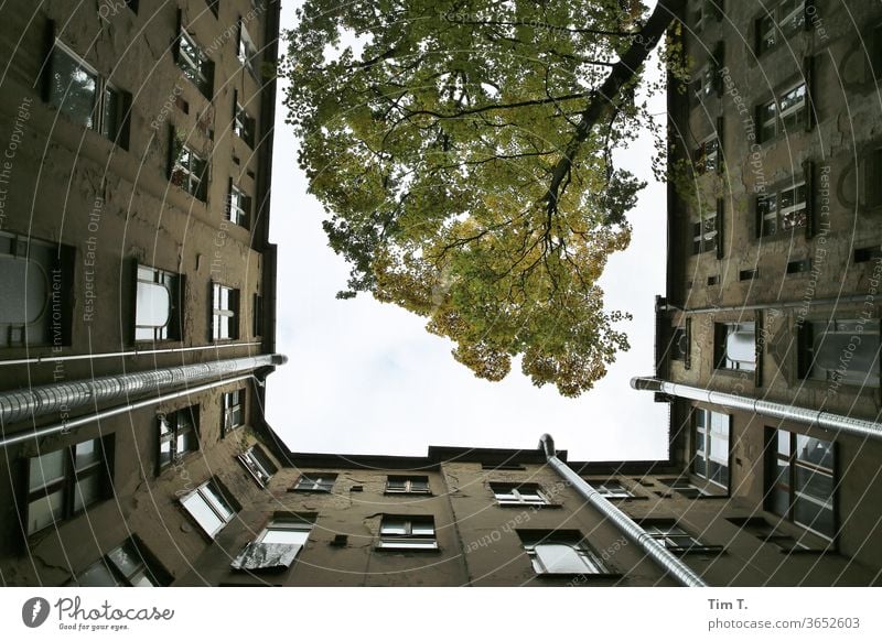 Ferien in Berlin Prenzlauer Berg Hinterhof Hof Baum Altbau Menschenleer Haus Stadt Stadtzentrum Tag Hauptstadt Altstadt Außenaufnahme Fenster Häusliches Leben