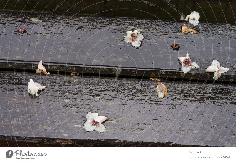 Abgefallene Blüten der Rosskastanie liegen auf einer nassen Parkbank im Regen Nahaufnahme Regenwetter Sommerregen Detail Holz abfallen