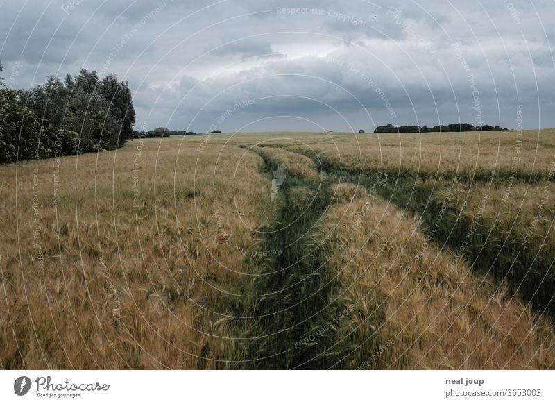 Kornfeld, Horizont, Spur Natur Landwirtschaft Feld Gerste früh Wolken schlechtes Wetter Weite Perspektive gelb grün Getreide Himmel Umwelt Saison Ackerbau