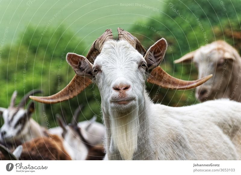 Ziegenbock auf einer Weide blickt direkt in die Kamera ziege chef anführer souverän stur portrait lustig wild lebende tiere herde natur Hörner bauernhof berg