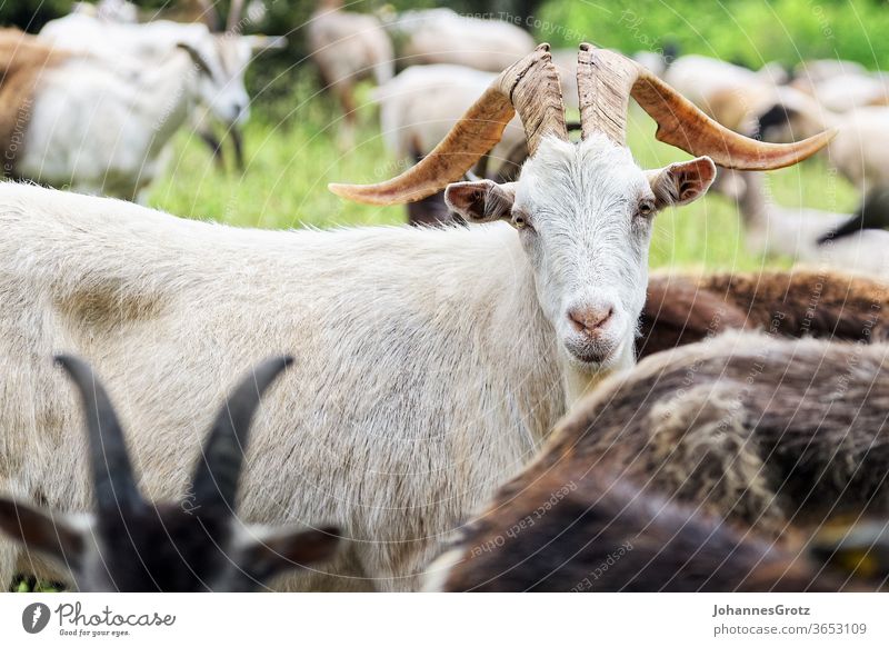 Ziegenbock auf einer Weide blickt direkt in die Kamera ziege souverän stur portrait lustig wild lebende tiere herde süß natur Hörner braun bauernhof berg fell