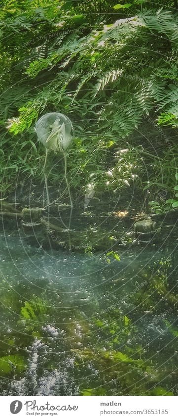 Fischreiher Mobil Farbfoto Außenaufnahme Menschenleer Ser Gras lauern Jagd grün