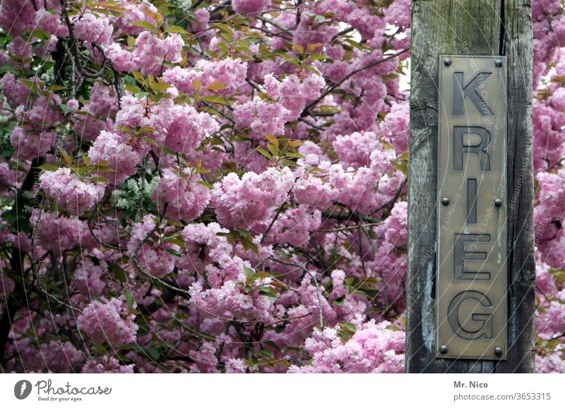 Gegensätze I Blumen statt Krieg Gegensatz gegensätzlich Pflanze Baum Blüte Frieden Symbole & Metaphern lila Schriftzeichen Vergangenheit Politik & Staat Macht