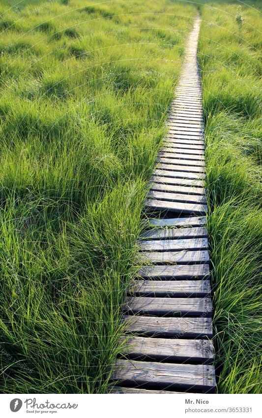 Wer geht mit ? Landschaft Natur Holzweg Moor Einsamkeit geradeaus Idylle Hohes Venn wandern Pflanze Gras Ziel Umwelt Ferien & Urlaub & Reisen Ausflug