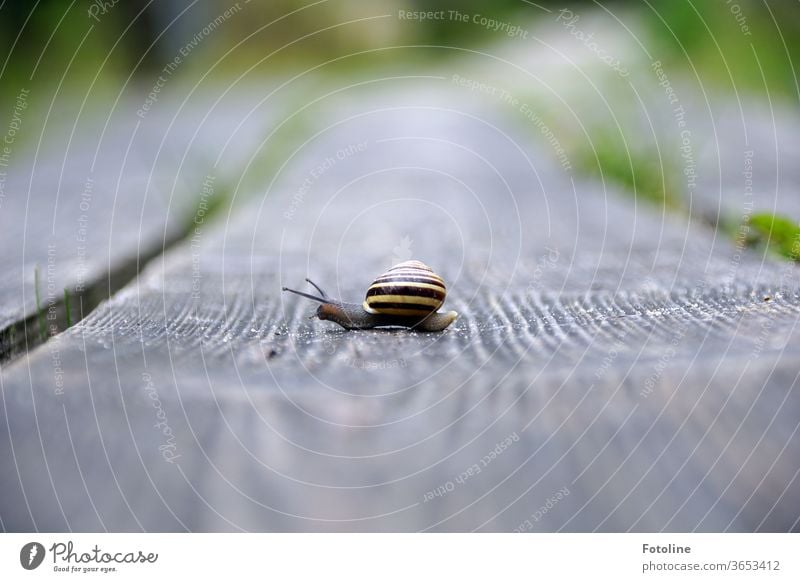 Schneckenpost - oder eine kleine Schnecke rennt über eine Holzplanke und trägt ihr wunderschönes gestreiftes Haus zur Schau. Schneckenhaus Tier Natur