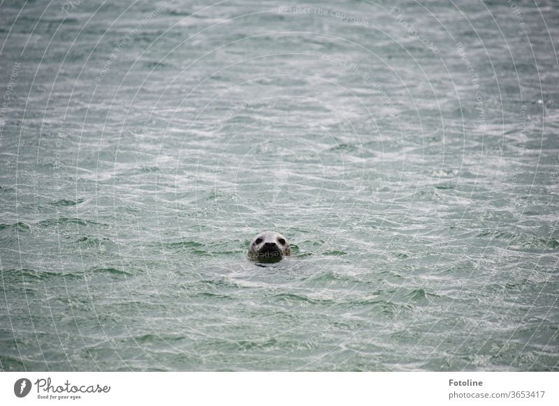 Was machst du denn hier? - oder eine Kegelrobbe die neugierig die Fotoline beobachtet, wie sie halb aus dem Börteboot hängt und wie wild fotografiert. Tier