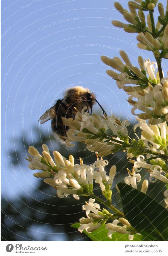 Zwischen Himmel und Erde Insekt Hummel Hautflügler Blütenbesucher Bestäubung Ligusterblüte