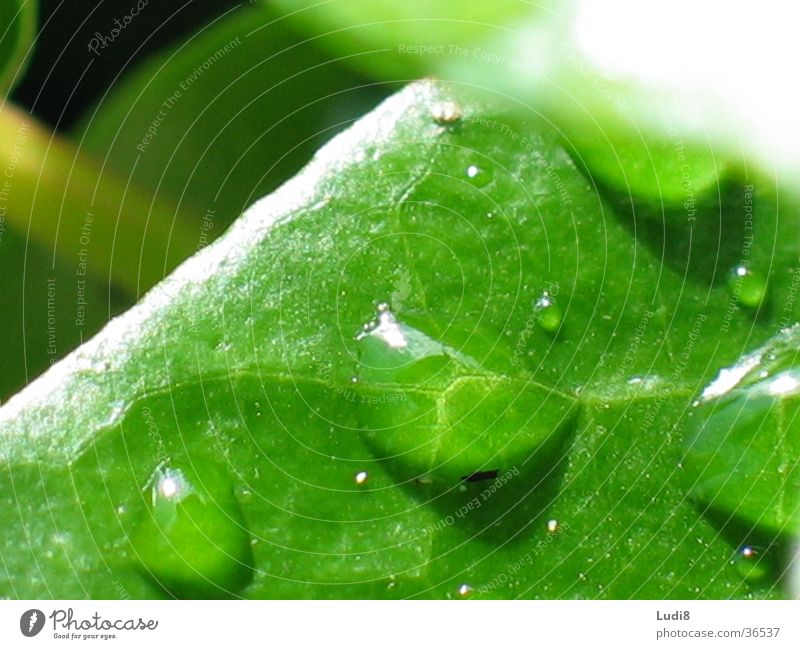 Platzregen Blatt Efeu Regen Wasser Wassertropfen Nahaufnahme Makroaufnahme