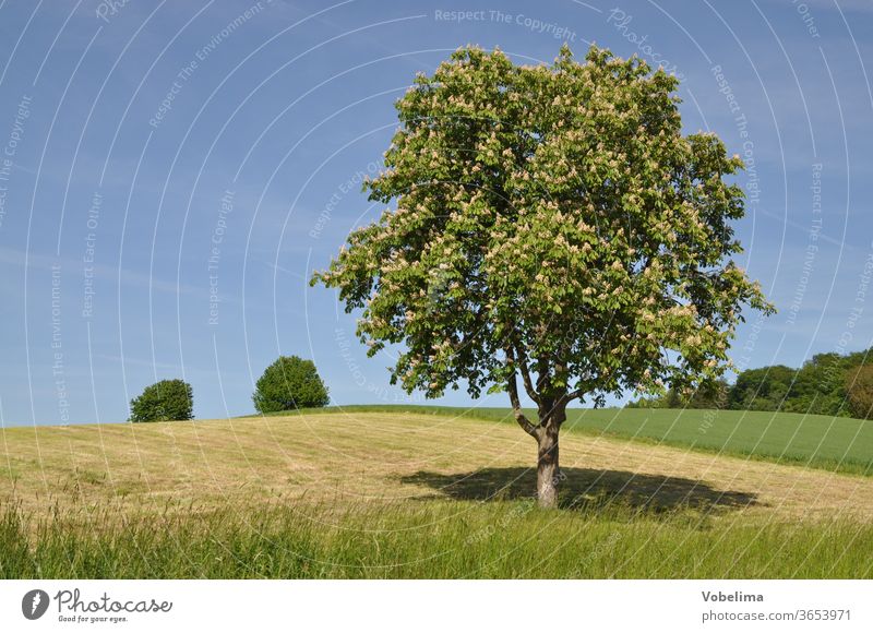 Baum auf einem Feld baum feld kastanie kastanienbaum rosskastanie rosskastanienbaum acker landschaft natur blüten blühend baumblüte hippocastanum frühling