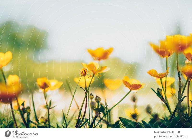 Butterblumen auf den Feldern Blume Blumen Blumenwiese gelb Nahaufnahme Natur Wiese Farbfoto Wiesenblume Außenaufnahme Frühling Blühend Gras Garten Sommer Blüte