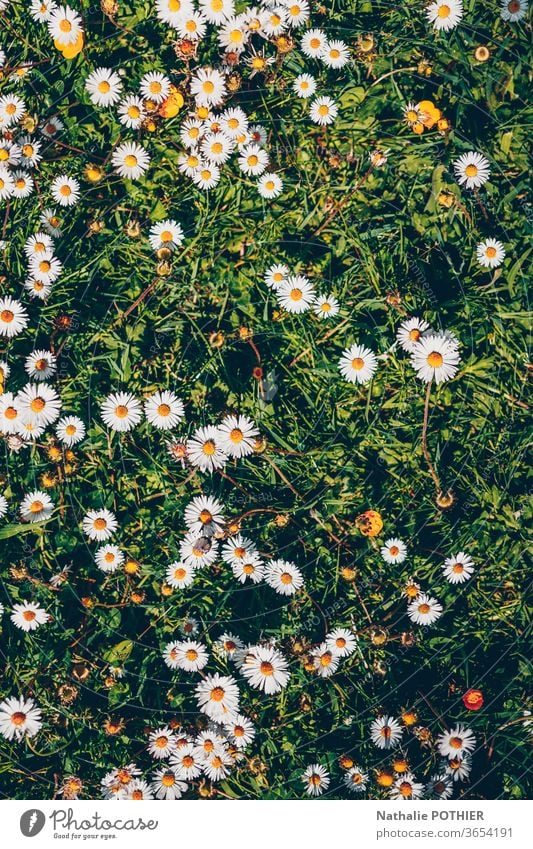 Gänseblümchen im Gras, Flatlay Margeriten flache Verlegung Natur Blume grün Farbe geblümt Blumenwiese natürlich Frühling Wiese Sommer Blühend Garten Wiesenblume