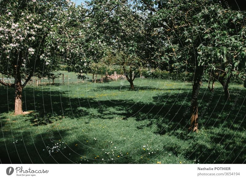 Obstgarten mit Obstbäumen auf dem Land Obstbaum Gras Außenaufnahme Natur Farbfoto Sommer grün Garten Ernte Frühling Schatten Landschaft Apfelbaum