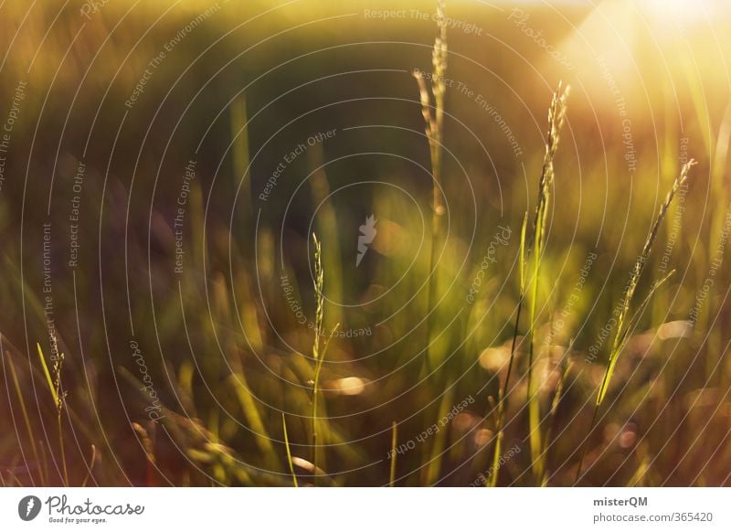 Morning Grass. Kunst ästhetisch Zufriedenheit Grasland grasgrün Grasgeflüster Wiese Natur natürlich Sonne Sonnenaufgang ruhig Idylle sommerlich Sommer