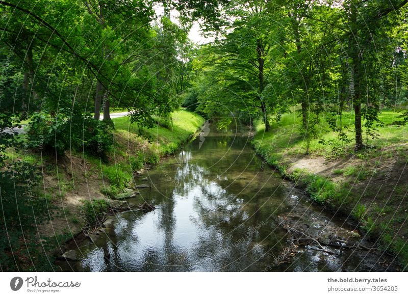 Bach in einem Wald Natur Außenaufnahme Farbfoto Wasser Menschenleer Tag Landschaft Pflanze Baum Fluss grün Flussufer Sommer natürlich ruhig Schönes Wetter