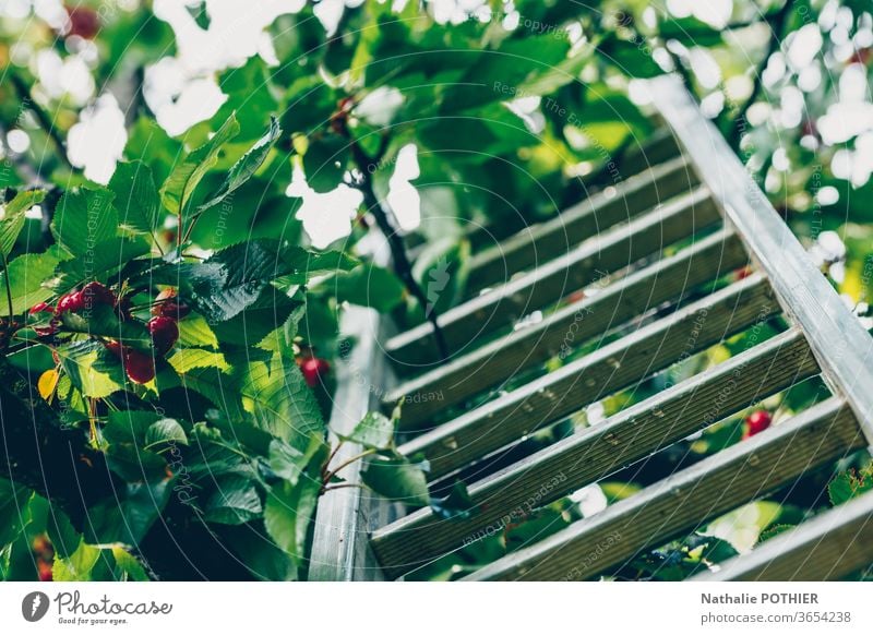 Leiter im Kirschbaum Kirsche Laufmasche Natur Außenaufnahme Farbfoto Baum pflücken Metall Blätter grün rot Garten Obstgarten Sommer Ernte Frucht frisch