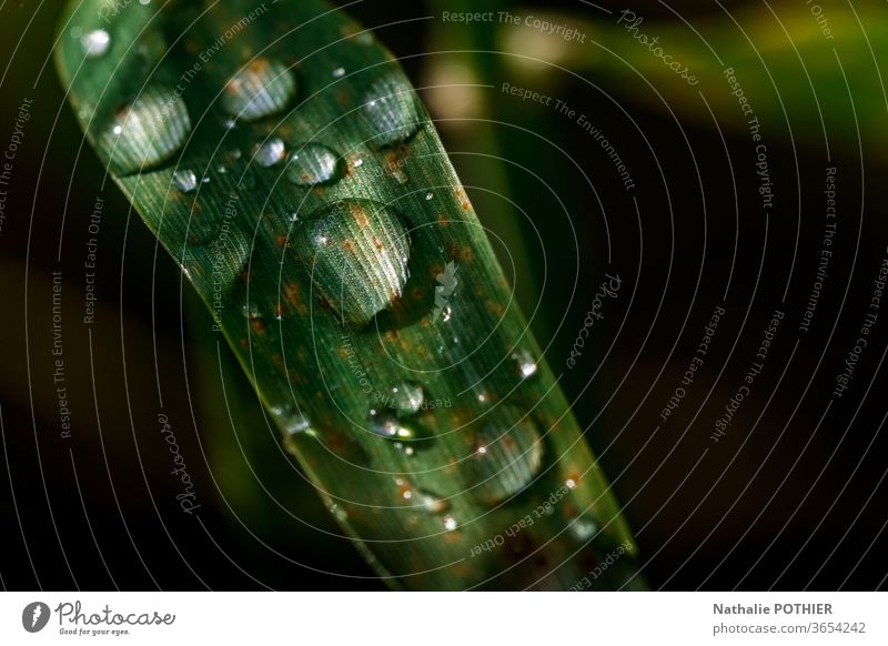 Wassertropfen am Grashalm Tropfen Halm grün schwarzer Hintergrund Licht Regen Natur Nahaufnahme Außenaufnahme Detailaufnahme Makroaufnahme nass Morgen Pflanze