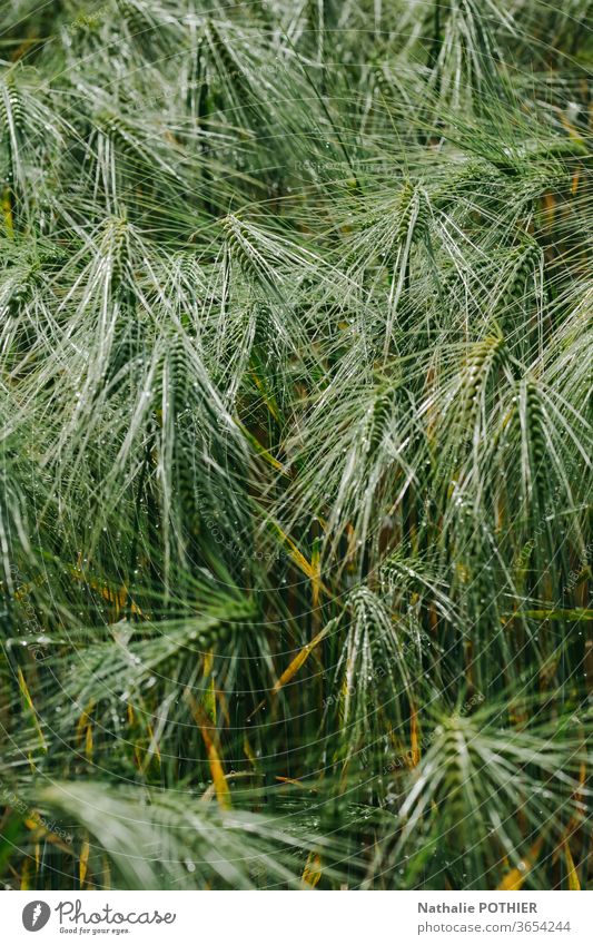 Grüne Ähren Ohren Mais Feld Land Sommer Ackerbau Natur Kornfeld Wachstum Außenaufnahme Nutzpflanze Farbfoto Weizenfeld Umwelt Bauernhof schließen Ernte