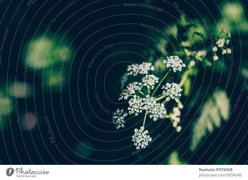 Weiße Wildblume auf schwarzem Hintergrund weiße Blume Blumen Blüte Frühling Farbfoto Blühend Pflanze Natur Garten Nahaufnahme Außenaufnahme Blütenpflanze