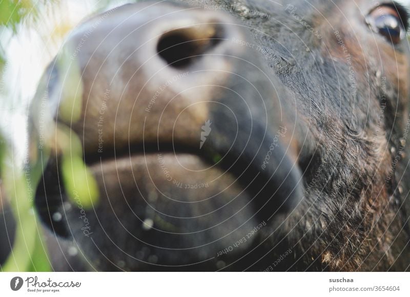 kuhschnauze mit auge Tier Rind Kuh Kuhkopf Tiergesicht Schnauze Nase Auge Fell Nutztier Nahaufnahme Tierporträt Landwirtschaft Weide Blick Neugier Rindvieh Mund