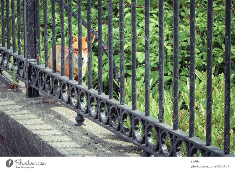 Ich sehe dich. Natur Pflanze Gras Sträucher Garten Tier Wildtier Fuchs 1 natürlich Stadt wild grün Schutz achtsam Wachsamkeit Vorsicht bedrohlich bewachsen