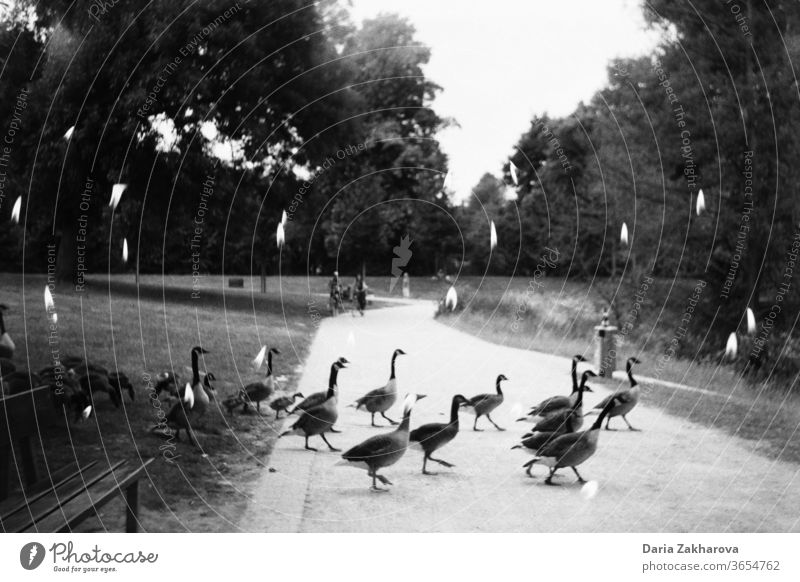 Vögel überqueren die Straße im Park in Kerzen Doppelbelichtung Schwarzweißfoto Filmmaterial 35mm analog 35 Millimeter Film Filmfotografie analoge Fotografie