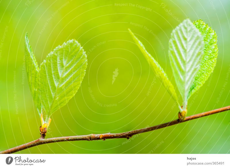 Baum Knospe Pflanze Frühling Blatt Wald Wachstum grün Antrieb Austrieb Trieb Schößling Schoß jung treiben antreiben Laubbaum Mai Farbfoto Außenaufnahme