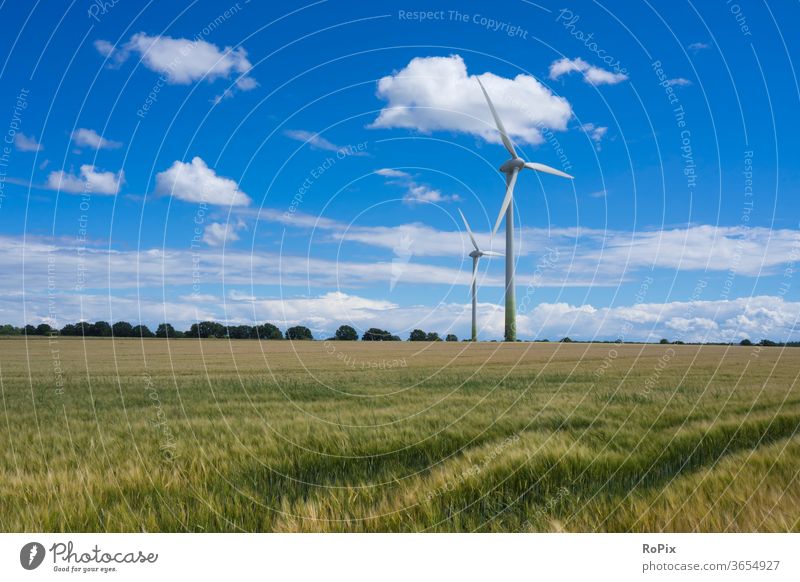 Windmühlen in einem Kornfeld an einem Sommertag. natur kornfeld blume flower landwirtschaft papaver getreide gerste rye acker ackerbau feldblume blüte poppyseed