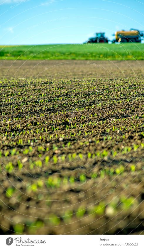 Maisfeld mit Jungpflanzen Lebensmittel Getreide Landwirtschaft Forstwirtschaft Pflanze Frühling Feld Traktor grün Setzling Anbau Reihen Hintergrundbild unscharf