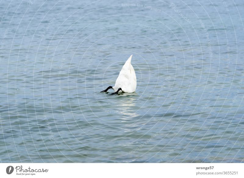 Weißer Schwan kopfüber im Wasser zur Nahrungsaufnahme getaucht Vogel weißer Schwan Tier See Natur tauchen untertauchen fressen gründeln Außenaufnahme Farbfoto