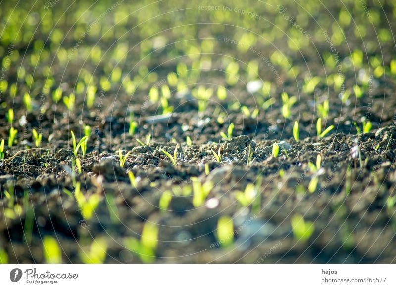 Maisfeld mit Jungpflanzen Lebensmittel Getreide Landwirtschaft Forstwirtschaft Pflanze Frühling Feld grün Setzling Anbau Reihen Hintergrundbild unscharf